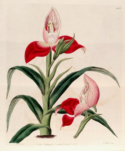 Illustrazione di Disa uniflora (come sin. Disa grandiflora) da M. Hart